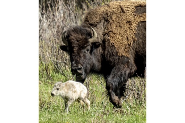 A rare white buffalo, believed to have been born in Lamar Valley in Yellowstone National Park, is shown in Wyo. on June 4, 2024. The birth fulfills a Lakota prophecy that portends better times, according to members of the Native American tribe who warned that it is also a warning that more must be done to protect the earth and its animals.  (Erin Braaten/Dancing Aspens Photography via AP)