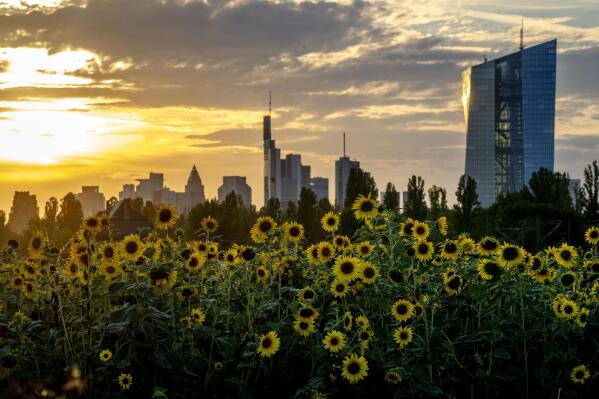 Sunflowers blossom in front of the European Central Bank, right, in Frankfurt, Germany, Monday, Sept. 5, 2022. The ECB governing council will meet on Thursday. (AP Photo/Michael Sohn)