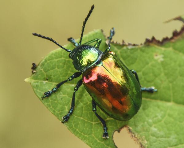 This image released by Timber Press shows a Dogbane beetle from the book "Nature's Best Hope: How You Can Save the World in Your Own Yard" by Douglas W. Tallamy, adapted for a young audience by Sarah L. Thomson, from Tallamy's original release, "Nature's Best Hope: A New Approach to Conservation That Starts in Your Yard." (Douglas W. Tallamy/Timber Press via AP)