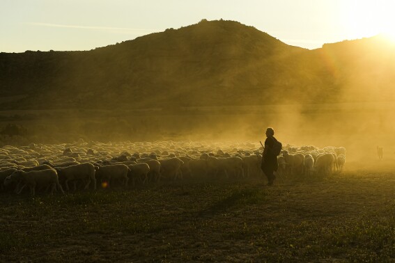 Sheep herder Angel Mari Sanz, 62, leads his flock of sheep through the ancient Spanish transhumance route known as "La Cañada de The Roncaleses" (The Path of the Roncaleses) in Navarra province, near to Fustinana, Northern Spain, Saturday, June 17, 2023. (AP Photo/Alvaro Barrientos)