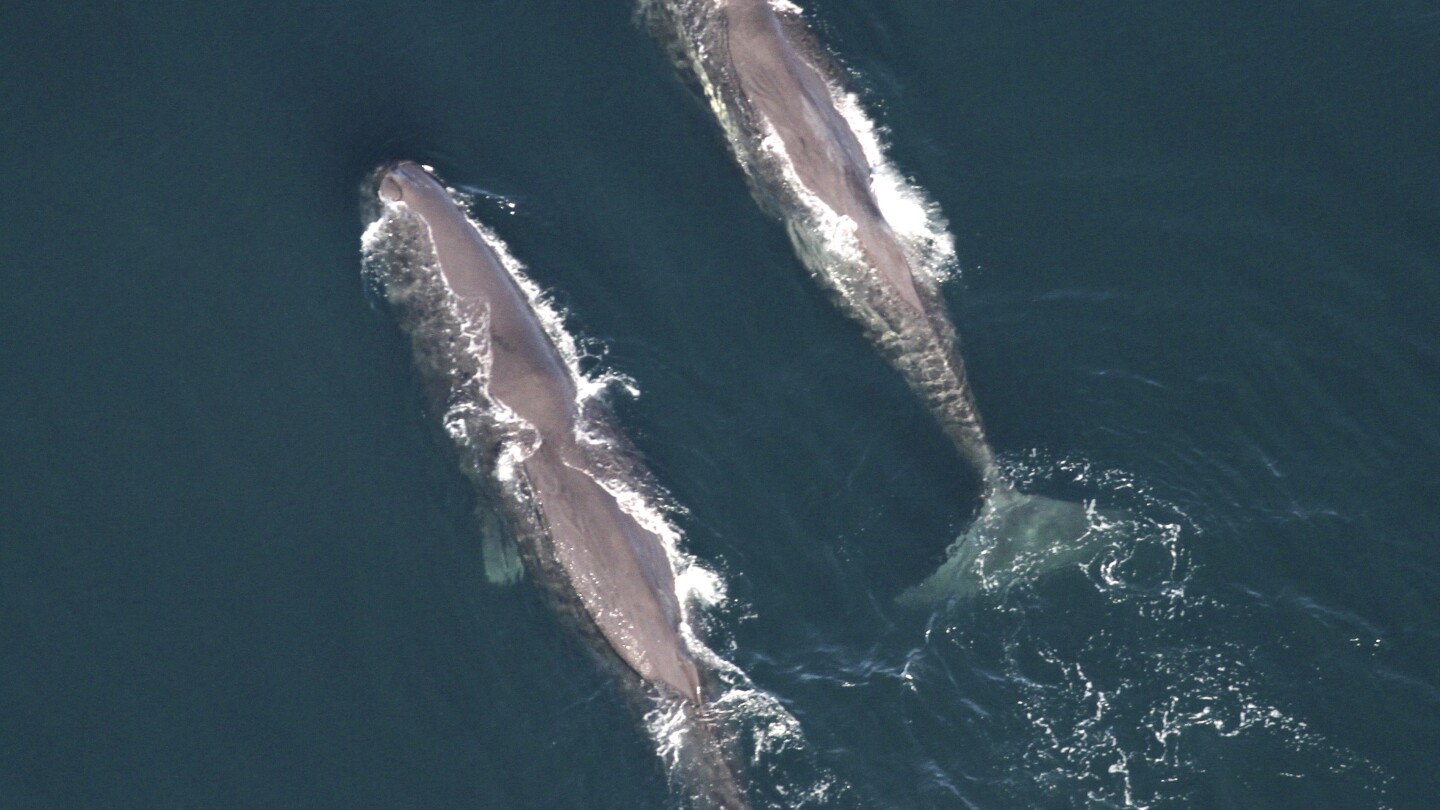 Голяма група китове, забелязана край Нова Англия, включва косатка, която яде риба тон, десетки застрашени видове