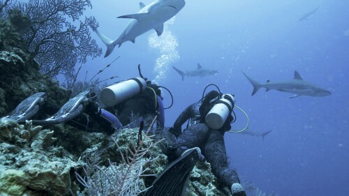 This image released by Discovery shows dive tech and Bahamian shark expert Sky Minnis, left, and Dr. Tristan Guttridge surrounded by tiger sharks during their first dive together, in a scene from "Monster of the Bermuda Triangle," premiering July 24 during Shark Week on Discovery. (Discovery via AP)