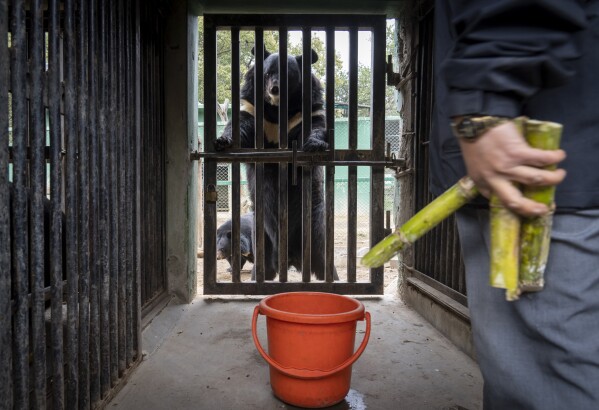 A zoo keeper gets ready to feed a bear at the Central Zoo in Lalitpur, Nepal, on Feb. 22, 2024. (AP Photo/Niranjan Shrestha)
