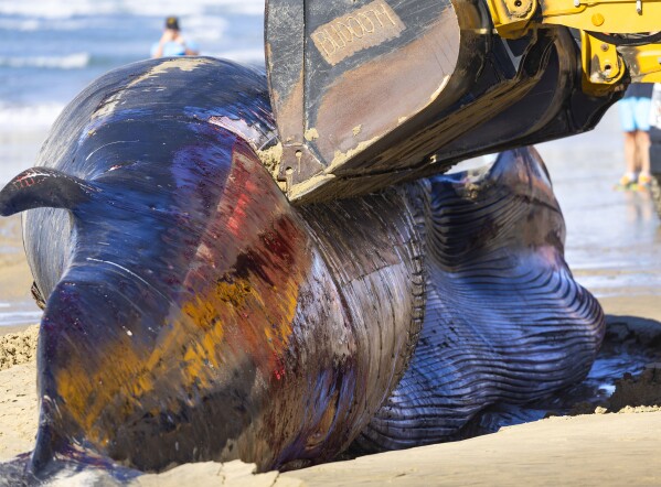Rescuers search off Northern California coast for young gray whale  entangled in gill net