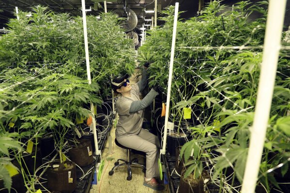 FILE - In this March 22, 2019, file photo, Heather Randazzo, a grow employee at Compassionate Care Foundation's medical marijuana dispensary, trims leaves off marijuana plants in the company's grow house in Egg Harbor Township, N.J. The U.S. government is explicitly barring federal dollars for opioid addiction treatment from being used on medical marijuana. (AP Photo/Julio Cortez, File)