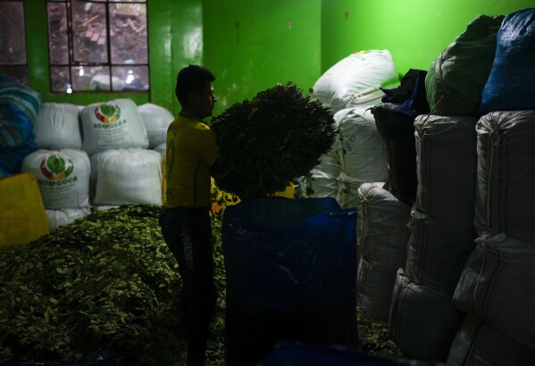 A vendor fills a bag with coca leaves at a legal coca leaf market in La Paz, Bolivia, Thursday, April 18, 2024. Global decriminalization, coca producers say, would bring more export revenues as a result. that an economic crisis is approaching due to the rapid depletion of Bolivia's foreign exchange reserves.  (AP Photo/Juan Karita)