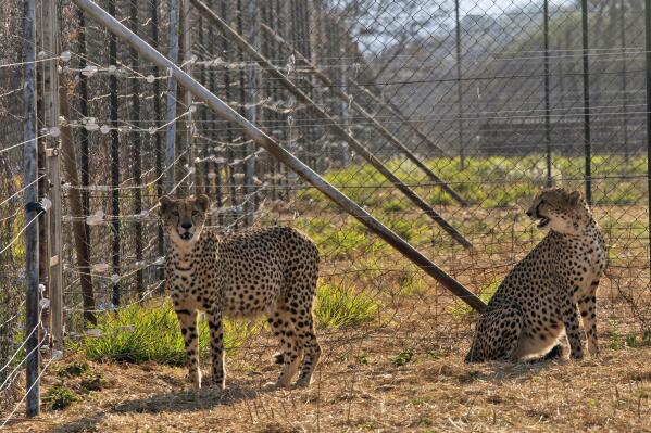 FILE- Two cheetahs are seen inside a quarantine section before being relocated to India at a reserve near Bella Bella, South Africa, Sunday, Sept. 4, 2022. Three cheetah cubs, born to a big cat brought to India from Africa last year, died in May, 2023. Their mother was among the 20 that India flew in from Namibia and South Africa, as a part of an ambitious and hotly contested plan to reintroduce them to Indian grasslands. (AP Photo/Denis Farrell, File)