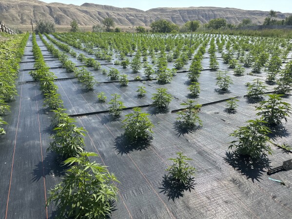 Landscape fabric covers the ground at a legal cannabis farm near Brewster, in north-central Washington state, on Tuesday, July 11, 2023, in this photo provided by Terry Lee Taylor. Taylor, who operates the Okanogan Gold and Kibble Junction marijuana companies, recently installed the fabric in hopes of keeping dirt and dust contaminated with remnants of the long-banned pesticide DDT off his plants. (Terry Lee Taylor via AP)