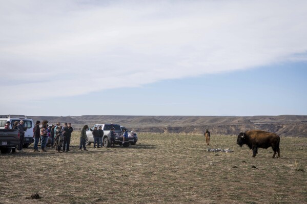 A newly released buffalo wanders in the Eastern Shoshone Buffalo Enclosure on Friday, April 11, 2025, on the Wind River Reservation near Morton, Wyo. (AP Photo/Amber Baesler)
