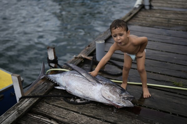 A child touches a freshly caught albacore tuna in Vairao, Tahiti, French Polynesia, Thursday, Jan. 11, 2024. (AP Photo/Daniel Cole)