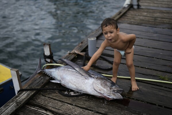 A child touches a freshly caught albacore tuna on Thursday, January 11, 2024 in Vailao, Tahiti, French Polynesia.  (AP Photo/Daniel Cole)