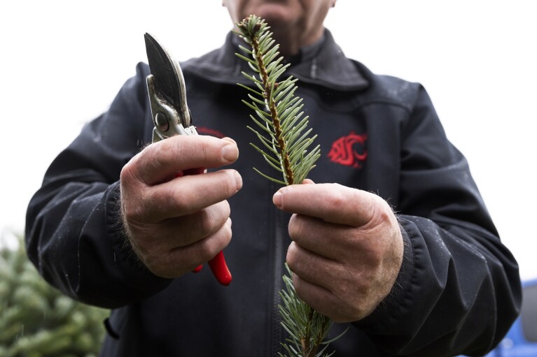 Washington State University professor Gary Chastagner called "Dr. Christmas Tree" Cuttings from a Turkish cedar tree being grown to help find ways to produce disease and insect-resistant Christmas trees are shown at the school's Puyallup Research and Extension Center in Puyallup, Wash., on Thursday, Nov. 30, 2023.  (AP Photo/Jason Redmond)