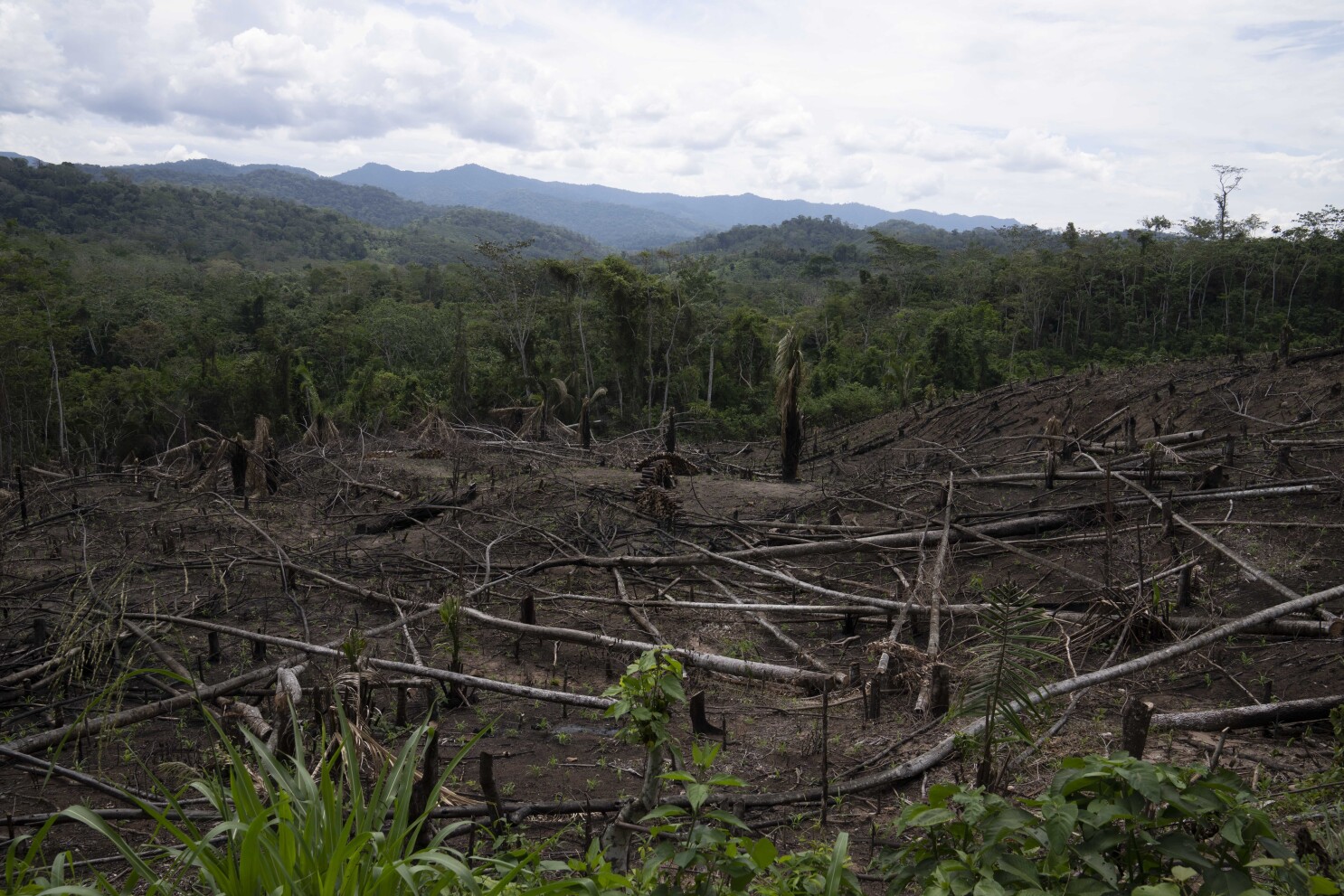 Enmienda a ley en Perú provoca temores de destrucción en la selva amazónica