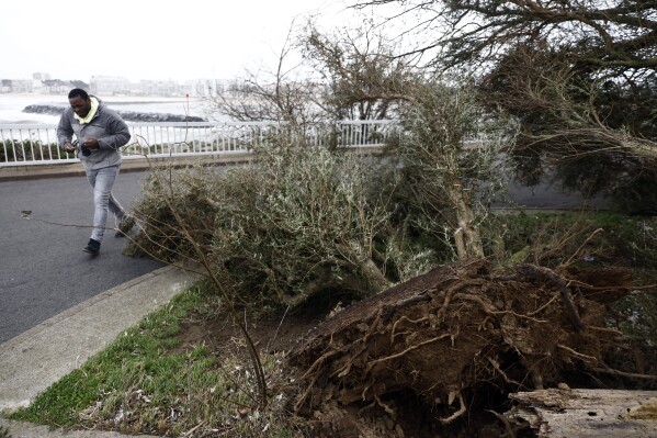 FILE - A man walks by a tree that fell due to high winds on the promenade along the seaside in Pornichet, Brittany, Thursday, Nov. 2, 2023. French power network operator Enedis says one of its technicians was killed as it battles to restore electricity to hundreds of thousands of homes in the wake of two major storms. The 46-year-old man killed Saturday, Nov. 4 was working in a rapid-reaction force deployed in the Brittany region of northwest France that was battered Thursday by Storm Ciaran. (AP Photo/Jeremias Gonzalez, file)