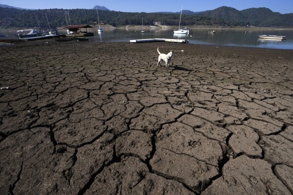 A dog stands on a cracked and exposed bank of the Miguel Aleman dam in Valle de Bravo, Mexico, March 14, 2024. (AP Photo/Marco Ugarte)
