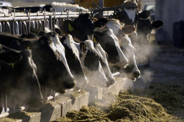 FILE - A line of Holstein dairy cows feed through a fence at a dairy farm, March 11, 2009, outside Jerome, Idaho. Recent vaccine conspiracy theories are casting an air of fear around livestock and produce, falsely suggesting COVID-19 vaccines are going to be passed along through the food supply. (AP Photo/Charlie Litchfield, File)