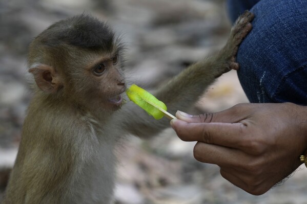 A local YouTuber feeds a young monkey near the Bayon temple of an Angkor Wat temple complex in Siem Reap province, Cambodia, Tuesday, April 3, 2024. Cambodian authorities are investigating the abuse of monkeys at the world-famous Angkor UNESCO World Heritage Site. Officials say some YouTubers are physically abusing the macaques to earn cash by generating more views. (AP Photo/Heng Sinith)
