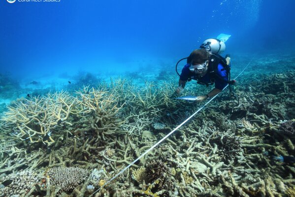 
              In this October 2016 photo provided by ARC Center of Excellence for Coral Reef Studies, a scientist measures coral mortality following bleaching on the northern Great Barrier Reef, Austrlia. Reducing pollution and curbing overfishing won't prevent the severe bleaching that is killing coral at catastrophic rates, according to a study of Australia's Great Barrier Reef. In the end, researchers said, the only way to save the world’s coral from heat-induced bleaching is with a war on global warming. (Tane Sinclair-Taylor/ARC Center of Excellence via AP)
            
