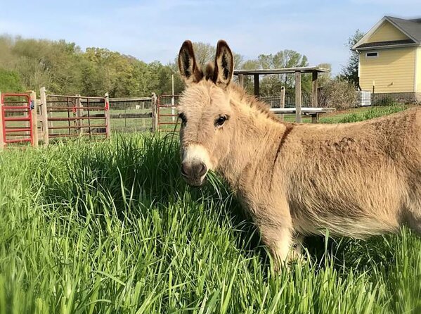 This undated photo provided by Peace N Peas Farm shows Mambo, an 8-year-old miniature donkey, in Indian Trails, N.C. The farm is renting out the animal, along with others, to make surprise appearances in virtual meetings during the coronavirus pandemic.  (Peace N Peas Farm via AP)