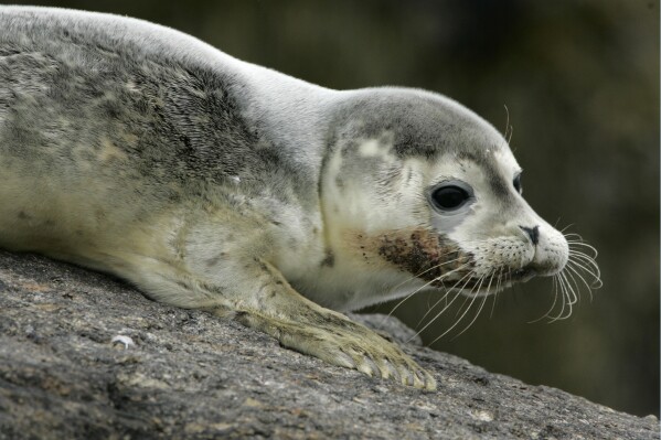 FILE - A baby harbor seal rest of Eastern Egg Rock off the coast of Maine in this July 9, 2007 file photo. Seal die-offs from the bird flu have been detected everywhere from New England to Chile. (AP Photo/Robert F. Bukaty, file)