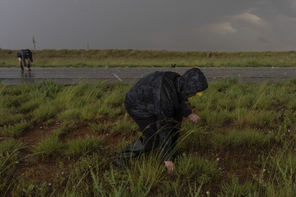 Northern Illinois University's Husky Hail Hunter members Joey Toniolo, right, and Tony Illenden, back left, pick up hail while in a hailstorm during a Project ICECHIP operation Friday, June 6, 2025, near Morton, Texas. (AP Photo/Carolyn Kaster)
