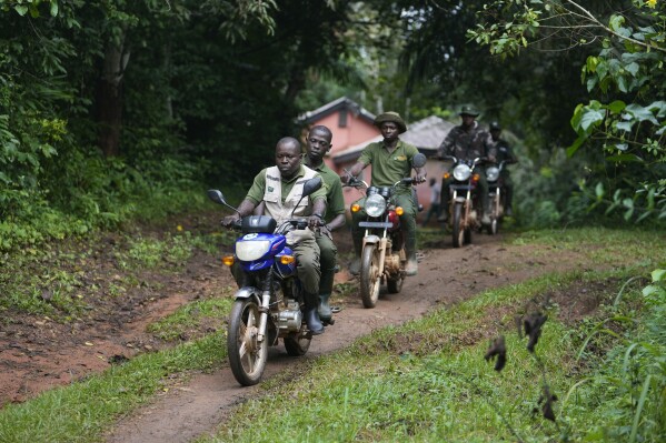 Sunday Abiodun, 40, second from left, a former poacher turned forest ranger, sets out on patrol with other rangers inside the Omo Forest Reserve in Nigeria, on Monday, July. 31, 2023. The reserve faces threats from excessive logging, uncontrolled farming, and poaching. (AP Photo/Sunday Alamba)