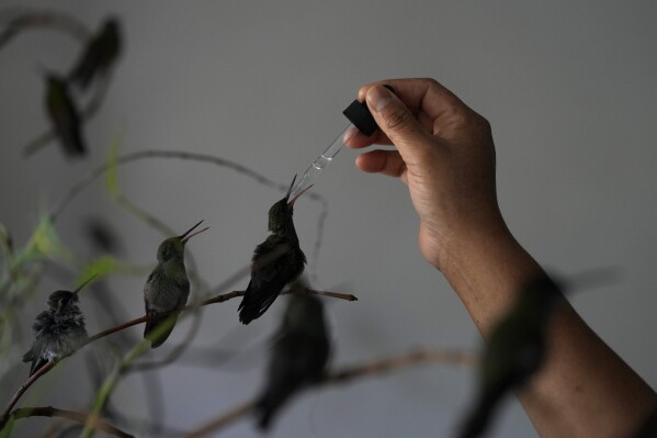 Cecilia Santos utilise une pipette pour nourrir un colibri dans la maison de Catia Lattouf qui a transformé son appartement en clinique pour les petits oiseaux, à Mexico, le lundi 7 août 2023. Lattouf avec Santos, qu'elle appelle le « colibri nounou », s'occupe des oiseaux pendant de longues journées qui s'étendent de 5 heures du matin jusqu'à la nuit.  (AP Photo/Fernando Llano)