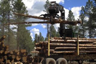 FILE - In this April 28, 2015 file photo, a machine stacks logs in the Coconino National Forest just outside Flagstaff, Ariz. The U.S. Forest Service has put the brakes on large-scale restoration effort in Arizona. The decision this week drew sharp rebukes from elected officials concerned about the risk of catastrophic wildfires. The Four Forest Restoration Initiative is the largest of its kind within the Forest Service, an agency that oversees 300,000 square miles in the U.S. (AP Photo/Felicia Fonseca, File)