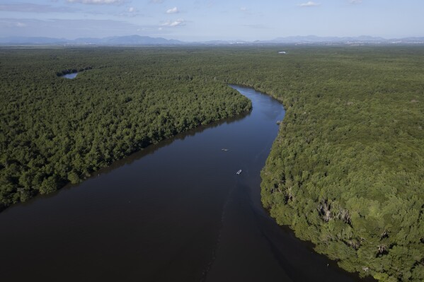 An aerial view of a mangrove recovered from deforestation in the Guapimirim environmental protection area on Guanabara Bay, Rio de Janeiro state, Brazil, Wednesday, May 22, 2024. Four years ago, the Mar Urbano NGO planted 30,000 mangrove trees in the deforested area, that today reach up to 4 meters high. (AP Photo/Bruna Prado)