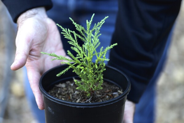 Trees as old as time: Using tree resin to reconstruct million-year old  ecosystems