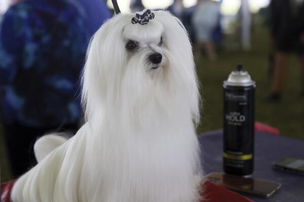 Bentley, a Maltese, waits to compete at the Westminster Kennel Club Dog Show, Tuesday, June 21, 2022, in Tarrytown, N.Y. (AP Photos/Jennifer Peltz)