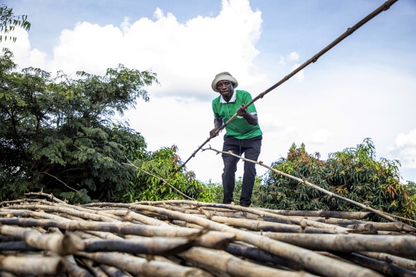 Joseph Katumba, zelador da Fazenda Kitara, trabalha perto de Mbarara, Uganda, em 8 de março de 2024. O cultivo de bambu está em ascensão em Uganda, onde a cultura resistente e de rápido crescimento é vista pelo governo como tendo potencial de crescimento real. (Foto AP/Dipak Moses)