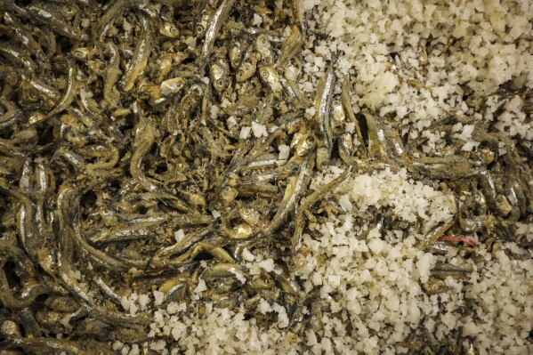 Sardines ferment to create fish sauce in Phan Cong Quang's home in Nam O fishing village, March 4, 2025, in Da Nang, Vietnam. (AP Photo/Yannick Peterhans)