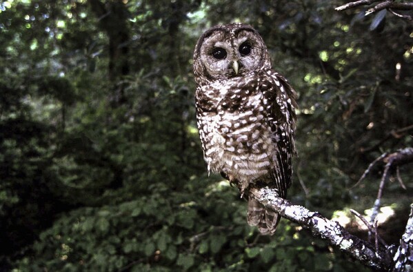 FILE - A northern spotted owl sits on a branch in Point Reyes, Calif., in June 1995. Fifty years after the Endangered Species Act took effect, environmental advocates and scientists say the law is as essential as ever. Habitat loss, pollution, climate change and disease are putting an estimated 1 million species worldwide at risk. (AP Photo/Tom Gallagher, File)