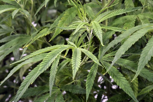 This Aug. 22, 2019, photo shows marijuana plants at a medical cannabis cultivation and processing facility in Ravena, N.Y. North Dakota's sixth medical marijuana dispensary is opening later this week. The North Dakota Department of Health says the Herbology store will open in Minot on Thursday. (AP Photo/Hans Pennink, File)