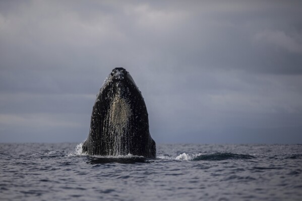 A humpback whale surfaces in the waters of Bahía Solano, Colombia, Tuesday, Aug. 29, 2023. Every year the Colombian population of Bahía Solano welcomes humpback whales and a great number of tourists who arrive to watch them as they pass through the Pacific. (AP Photo/Ivan Valencia)