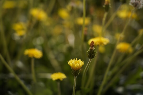 Rubber dandelions grown inside a greenhouse, Tuesday, Feb. 6, 2024, in Wooster, Ohio. Many companies tout the promise of alternative crops such as dandelions to fight climate change. (AP Photo/Joshua A. Bickel)