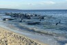 This image supplied by Department of Biodiversity, Conservation and Attractions, shows a pod of pilot whales stranded on a beach at Toby's Inlet in Western Australia, Thursday, April 25, 2024. Dozens of pilot whales have beached on the western Australian coast and wildlife authorities were attempting to rescue them, a state government said on Thursday.(Department of Biodiversity, Conservation and Attractions via AP)