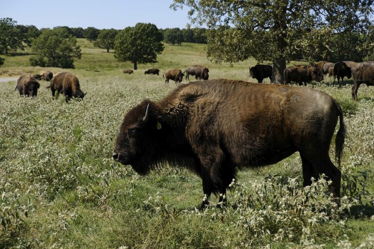 FILE - A herd of bison grazes during midday at a Cherokee Nation ranch in northeastern Oklahoma on Sept. 27, 2022. On Dec. 28, 1973, President Richard Nixon signed the Endangered Species Act. The powerful law charged the federal government with saving every endangered plant and animal in America. (AP Photo/Audrey Jackson, File)
