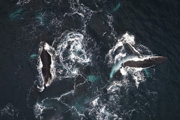 Male humpback whales compete for a female in the waters of Bahía Solano, Colombia, Tuesday, Aug. 29, 2023. Every year the Colombian population of Bahía Solano welcomes humpback whales and a great number of tourists who arrive for a chance to watch them as they pass through the Pacific. (AP Photo/Ivan Valencia)