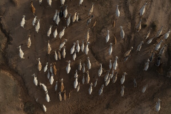 Cows walk together in the village of Anndiare, in the Matam region of Senegal, Wednesday, April 12, 2023. (AP Photo/Leo Correa)