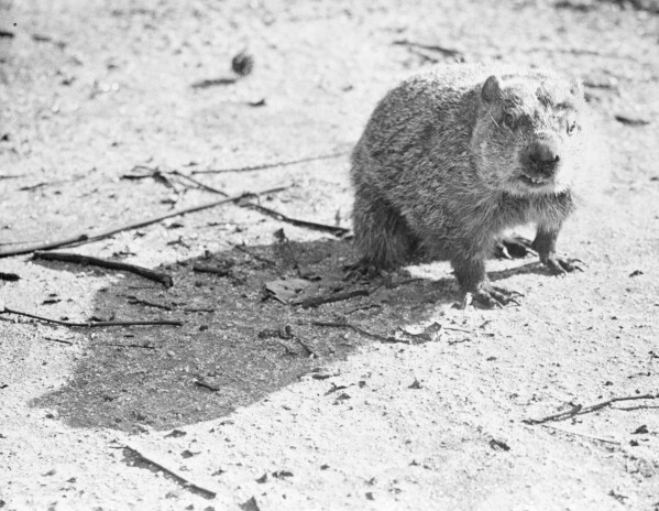 The Zoo's groundhog crept out of his hole, Feb. 2, 1946, in Philadelphia, Pa.. (AP Photo, File)