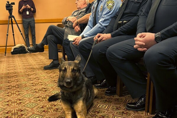 In this photo provided by the Kansas House of Representatives, Oz, a Wichita, Kan., police dog, sits on a leash from his handler, Sedgwick County Sheriff's Deputy Tyler Brooks, during a Senate committee hearing on a bill to increase the state's penalties for killing a police dog or horse, at the Statehouse in Topeka, Kan., Thursday, Feb. 1, 2024. Brooks' former K-9 partner, Bane, was strangled to death by a domestic violence suspect, and Brooks had a hand in drafting the bill. (Carrie Rahfaldt/Kansas House of Representatives via AP)