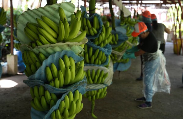 A farm worker cuts recently harvested bananas at a farm in Los Rios, Ecuador, Tuesday, Aug. 15, 2023. Ecuador's humid tropical climate allows plantations to harvest bananas year-round and provide about 30% of the world’s supply. (AP Photo/Martin Mejia)