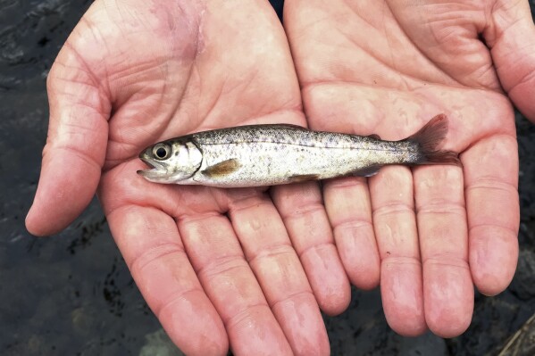FILE - A juvenile coho salmon is held by a fish biologist at the Lostine River, March 9, 2017, in Lostine, Ore. The number of fish on the government's overfishing list sunk to a new low in 2023, a sign of healthy U.S. fisheries, federal officials said. (AP Photo/Gillian Flaccus, File)