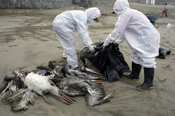 Municipal workers collect dead pelicans on Santa Maria beach in Lima, Peru, Tuesday, Nov. 30, 2022, as thousands of birds have died in November along the Pacific of Peru from bird flu, according to The National Forest and Wildlife Service (Serfor). (AP Photo/Guadalupe Pardo, File)