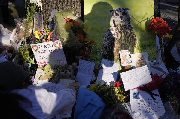 People leave photos, flowers, poems and other tributes to Flaco the owl at a tree in Central Park in New York, Sunday, March 3, 2024. Mournful fans of Flaco the Eurasian eagle-owl have gathered in New York City to say goodbye to the beloved celebrity creature who became an inspiration and joy to many as he flew around Manhattan after he was let out of his zoo enclosure. (AP Photo/Seth Wenig)