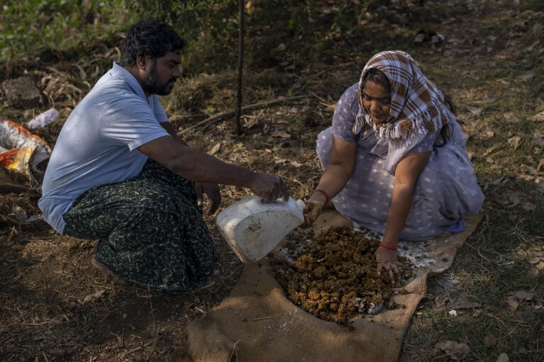 Meerabi Chunduru, right, an avid practitioner and advocate of natural farming techniques, is assisted by Bhaskar Rao as they prepare 'Ghana Jeevamrtutham', a natural dry pesticide inoculant at her farm in Aremanda village in Guntur district of southern India's Andhra Pradesh state, Sunday, Feb. 11, 2024. Chunduru said she switched to the practice after her husband’s health deteriorated, which she believes is because of prolonged exposure to some harmful pesticides. (AP Photo/Altaf Qadri)