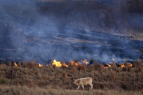 A calf grazes in a pasture along near a fire that burned 365,850 acres and stretched across Ellis, Russell, Osborne and Rooks counties Thursday, Dec. 16, 2021, near Natoma, Kan. The fire was stoked by a storm that passed through the area Wednesday with high winds and gusts up to 90 mph. (AP Photo/Charlie Riedel)