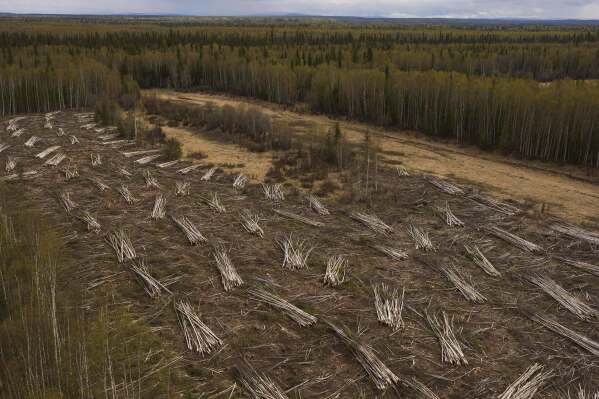 Piles of logs harvested by Sustainable Energy for Galena, Alaska, sit out to dry to be used in a biomass heating system at the Galena Interior Learning Academy, on Wednesday, May 21, 2025, in Galena. (AP Photo/John Locher)